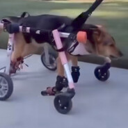 motorized dog