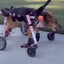 motorized dog