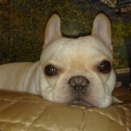 SosoPlay - steam id 76561197965738991