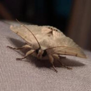 A Moth