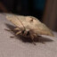 A Moth