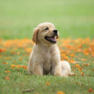 GoodDog avatar