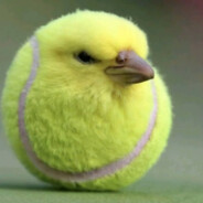 tennis bird
