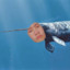 narwhale