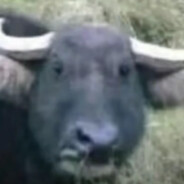 一只玩游戏的牛