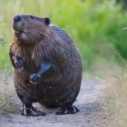 Beaver
