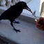 Crow