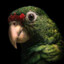 SavageParrot77