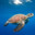 tortue Ninja
