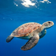 tortue Ninja