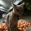 Bilu_