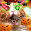 SPOOKIE RockyTheCat