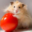 HAMSTER_BOY