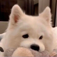 也罢也罢罢了罢了