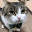 cat 1