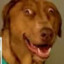 Dogwitthablog