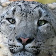 理塘速いですの絕兇雪