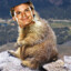 Marmota