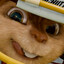 Alvin