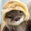 Hoji