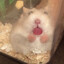 hammy