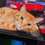 Orange Cat Daddy