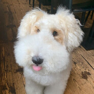 котлети из бобра