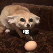 egg