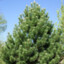 Pinus Nigra