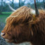 Highland Cattle