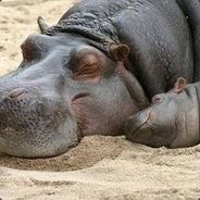 Ender Hippo