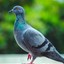 Pigeon