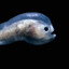 male anglerfish
