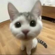 布汁豆