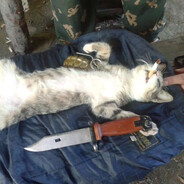International Paws Dealer