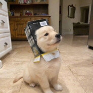狗狗杀手