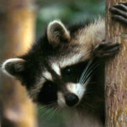 Racoon