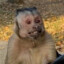 macaquinho