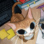 neko