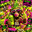zestymonke