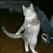 爱跳舞的小咪咪