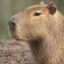 Capybara