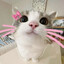 meowchi