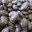 Pinto Beans