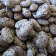 Pinto Beans