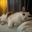 KittyMarch
