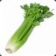 SensualCelery