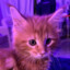 RedCat