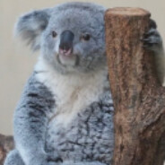 Pingping The Koala