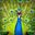 PsychoticPeacock